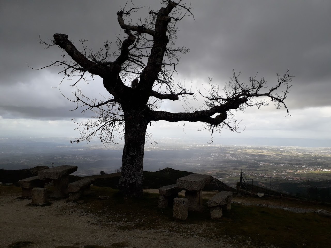 Não se colhe rosas onde se semeou Urtigas