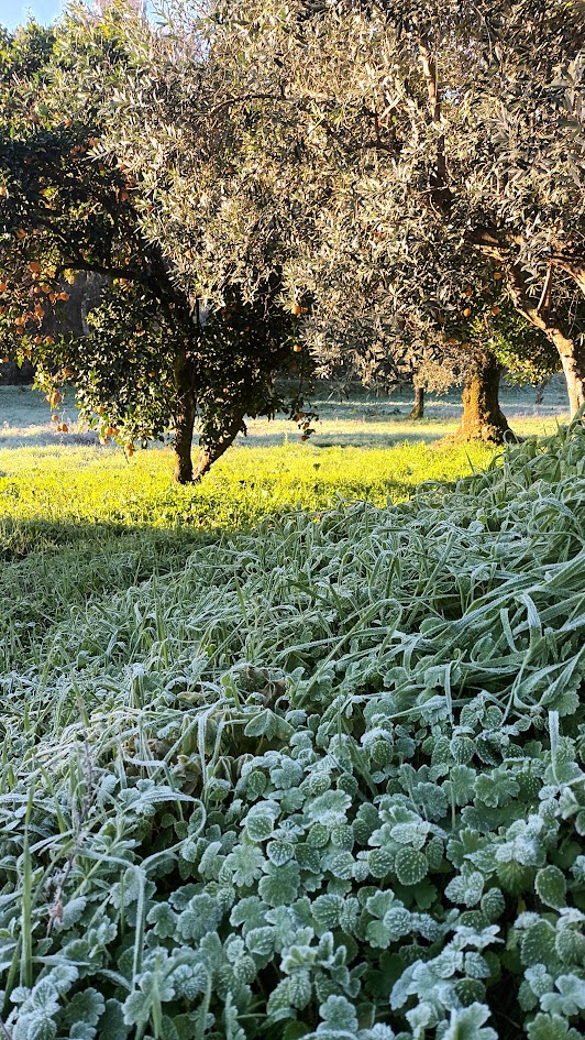 O último dia do ano chegou preguiçoso, sonolento com cara de Outono em pleno Inverno.
Uma chuva mansa, cheirosa e um pingado suave no telhado.