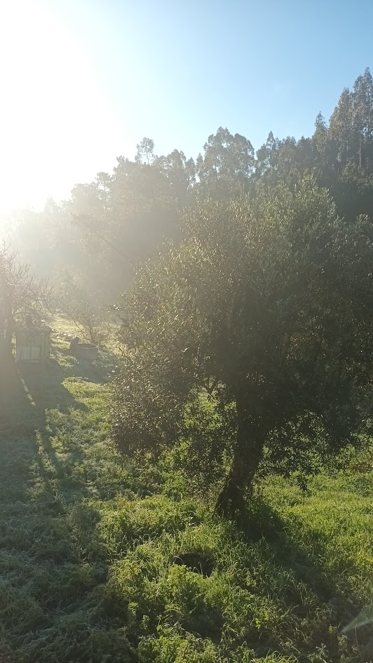 Acalma-te! Respire profundamente, feche os teus olhos, sinta a vida pulsar em ti e nunca duvides da minha presença.