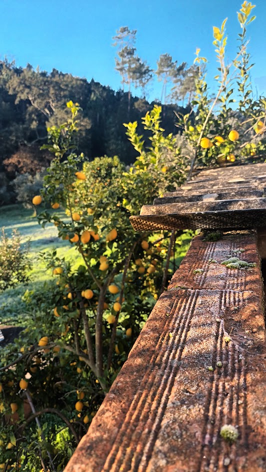 Tudo é belo, desde o inebriar dos sentidos com o aroma das muitas lareiras e os variados cheiros exalados pelo campo ao encantamento que o pôr do sol incansavelmente faz, não sei dizer qual deles ganharia o concurso de belezura do ano, se é que existe o tal, sei que nem sei dizer de qual eu gosto mais, entretanto afirmo sem medo de errar que ambos me satisfazem.