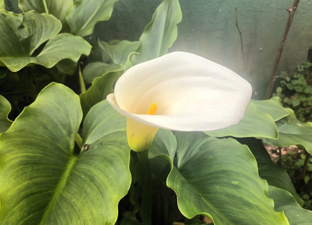 Esta semana as flores dos lírios do meu jardim abriram, hoje o dia amanheceu cheio de neblina e neste exato momento está a chover.