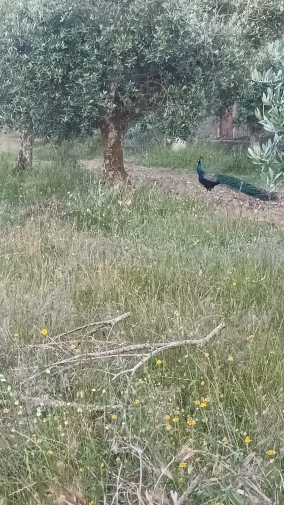 - uma reflexão sobre a importancia da renuncia, da passividade descuidada ou ardilosamente planeada para se obter algo.