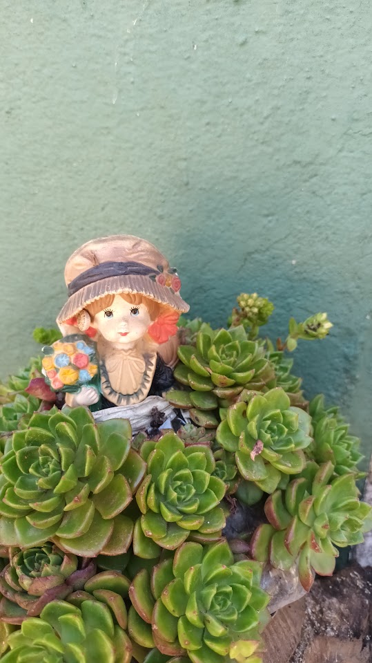 Esta semana as flores dos lírios do meu jardim abriram, hoje o dia amanheceu cheio de neblina e neste exato momento está a chover.