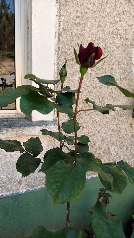 P.S: Este é o meu artigo do mês de dezembro na revista Meer, confira lá... https://www.meer.com/pt/75298-o-amor-proprio-como-chave-da-impermanencia